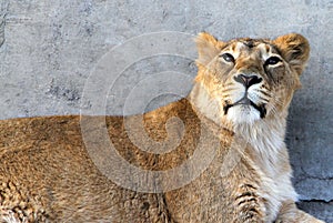 Female Asiatic Indian lion Panthera leo persica