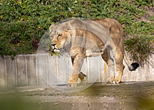 Female Asiatic Lion in Gujarat, India