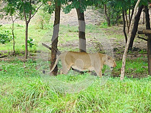 Female Asiatic Lion - Lioness - in Forest