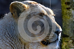Female Asiatic lion Panthera leo persica