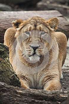 Female Asiatic lion (Panthera leo persica).