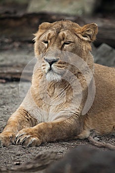 Female Asiatic lion (Panthera leo persica).