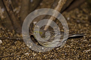 Female Atlantic canary.