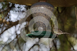 Female Atlantic canary in a bird feeder.