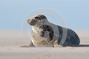 Female Atlantic Grey Seal, Halichoerus grypus