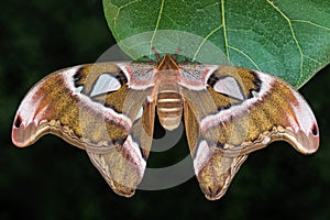 Female Atlas moth on green leaf against dark background