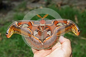 Female attacus atlas moth on hand