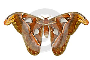 Female attacus atlas moth