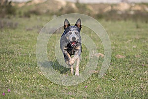 Female Australian Cattle Dog running