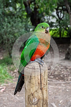 Female Australian King Parrot, Alisterus scapularis, perched on a fence post, Kennett River, Victoria, Australia