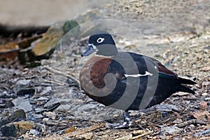 Female Australian Shelduck, Tadorna tadornoides