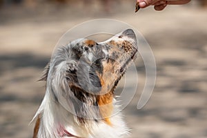 Female Australian Shepherd being trained by a woman