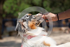 Female Australian Shepherd being trained by a woman