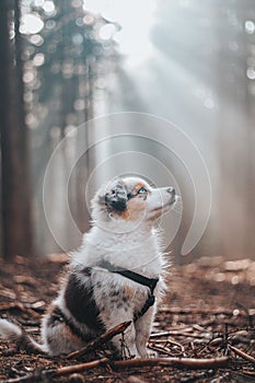 Female Australian Shepherd puppy in colour blue merle sits on a forest path in the middle of the woods, the sunlight shining