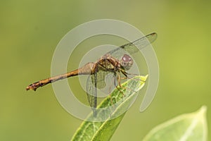 Female Autumn Meadowhawk dragonfly - Ontario, Canada