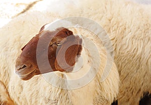 A female awassi sheep