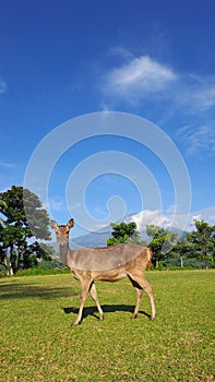 Female Axis Kuhlii, Bawean Deer, Brown Deer photo