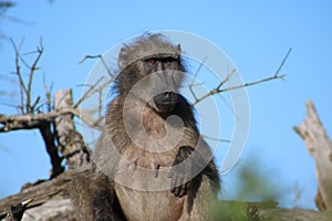 Female Baboon