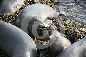 Female and baby elephant seals on the beach