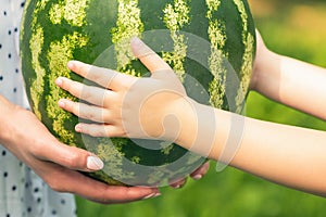 Female and baby hands are holding a whole watermelon close up