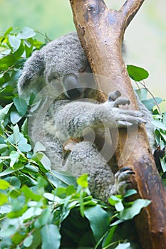 A female and a baby Koalas are sleeping on the trunk