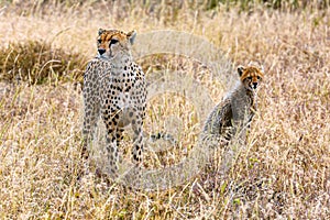 Female and Baby Leopards in Serengeti National Park