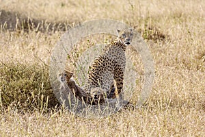 Female and Baby Leopards in Serengeti National Park