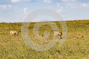 Female and Baby Lions in Serengeti National Park