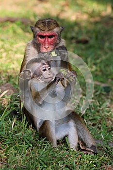 Female and baby macaque monkey Macaca sinica