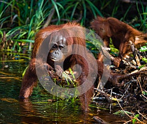 Female and baby orangutan drinking water from the river in the jungle. Indonesia. The island of Kalimantan (Borneo).