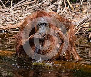 Female and baby orangutan drinking water from the river in the jungle. Indonesia. The island of Kalimantan Borneo.