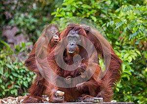 Female and baby orangutan eating fruit. Indonesia. The island of Kalimantan Borneo.