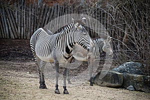 female and baby zebra in a zoologic park