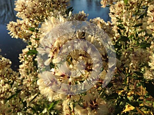 Female Baccharis Halimifolia Plants in the Sun near a Pond in the Fall.