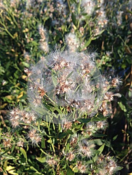 Female Baccharis Halimifolia Plants in the Sun near a Pond in the Fall.