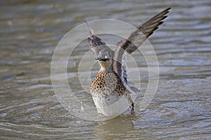 Female Baikal Teal, Anas formosa with outstretched wings photo