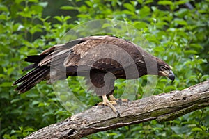 Female bald eagle Haliaeetus leucocephalus.