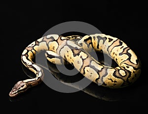 Female Ball Python. Firefly Morph or Mutation
