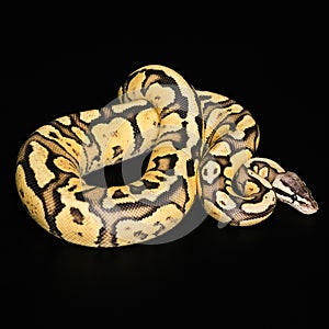 Female Ball Python. Firefly Morph or Mutation
