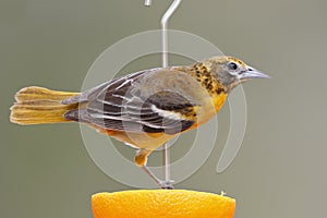 Female Baltimore Oriole feeding on an orange