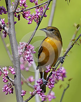 Female Baltimore Oriole perched in an Eastern Redbud tree