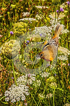 Female Baltimore Oriole in Wild Flowers