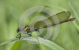 Female Banded Demoiselle