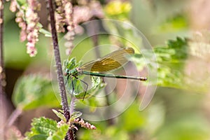 Female banded demoiselle Caloptery Splendens with golden wings, a green-chromed body and red facette eyes as filigree insect