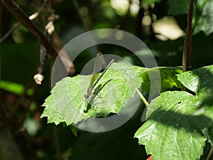 Female Banded Demoiselle, Calopteryx splendens