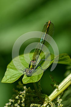 Female banded demoiselle perched on a bind weed leaf on a riverbank