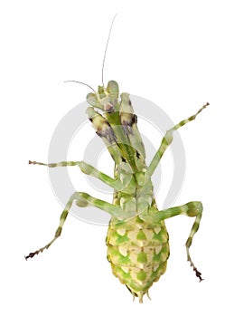 Female Banded Flower Mantis or Asian Boxer