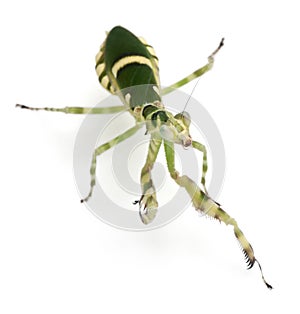 Female Banded Flower Mantis or Asian Boxer Mantis, Theopropus elegans