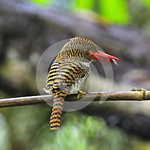 Female Banded Kingfisher