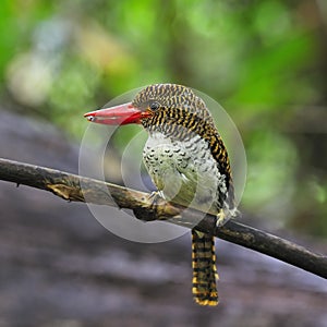 Female Banded Kingfisher